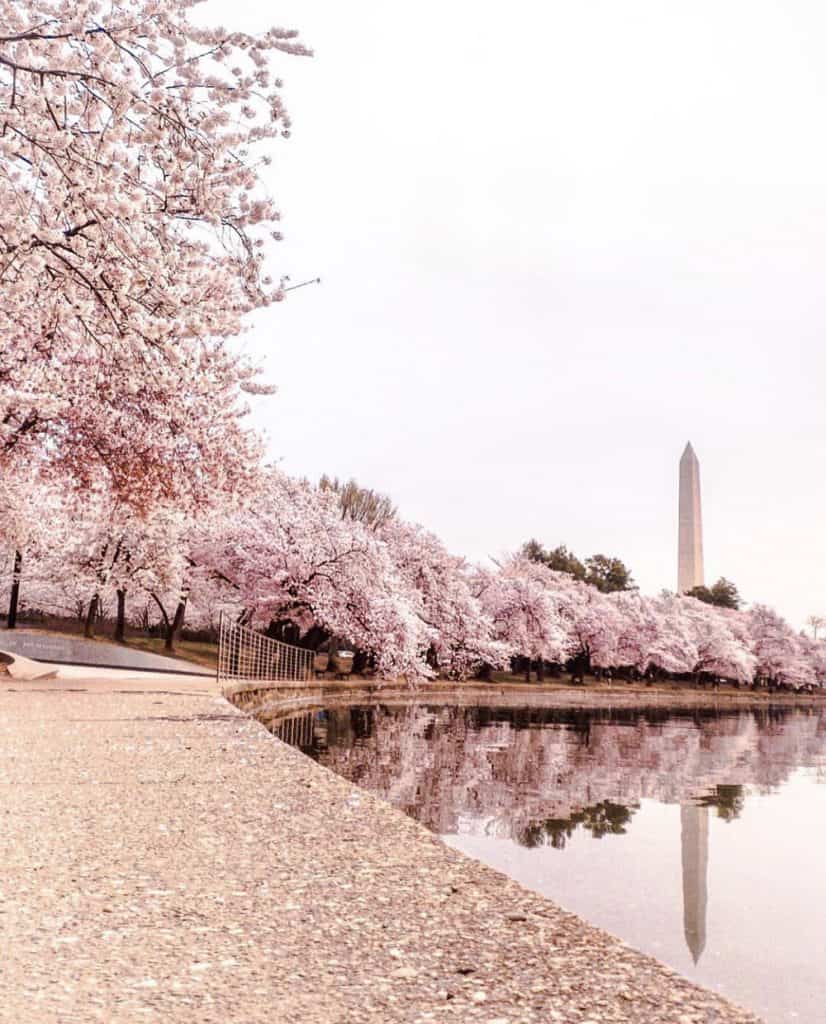 National Cherry Blossom Festival cancellations mean less available