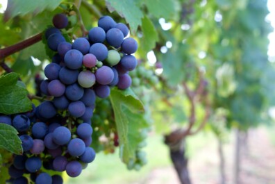 A close-up photo of ripe grapes on the vine