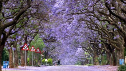 Jacaranda Trees in full bloom in Buenos Aires, Argentina