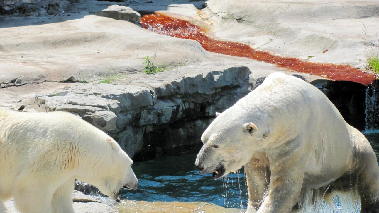 Polar bears at the Buffalo zoo