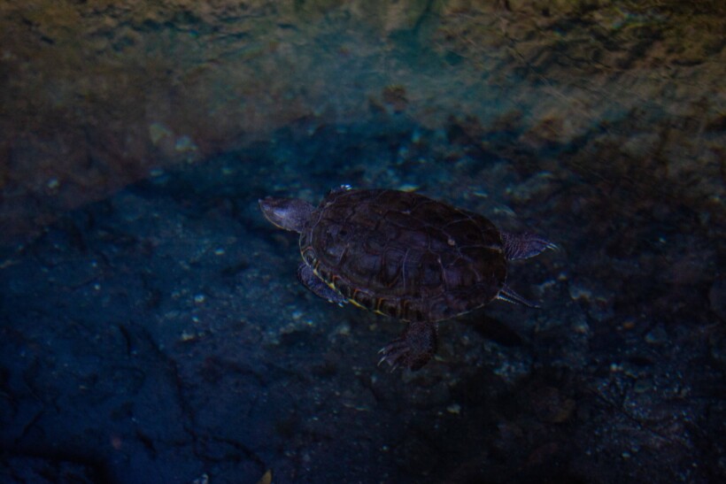 Turtle in Tulum