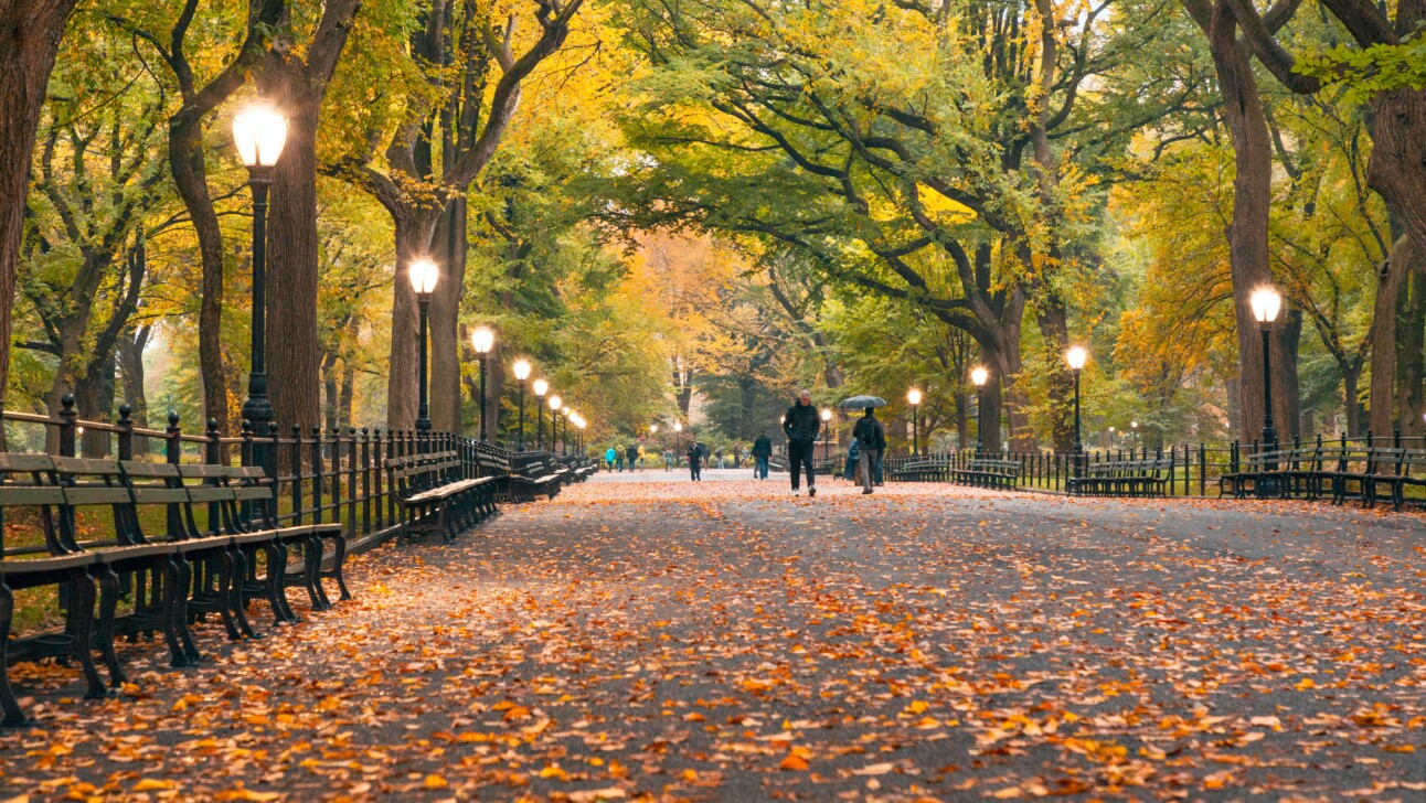The Mall in Central Park. An American-Elm lined pathway in New York City