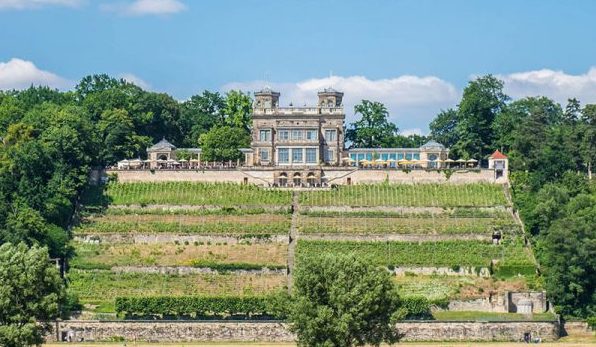 Weinberge in Dresden, Germany