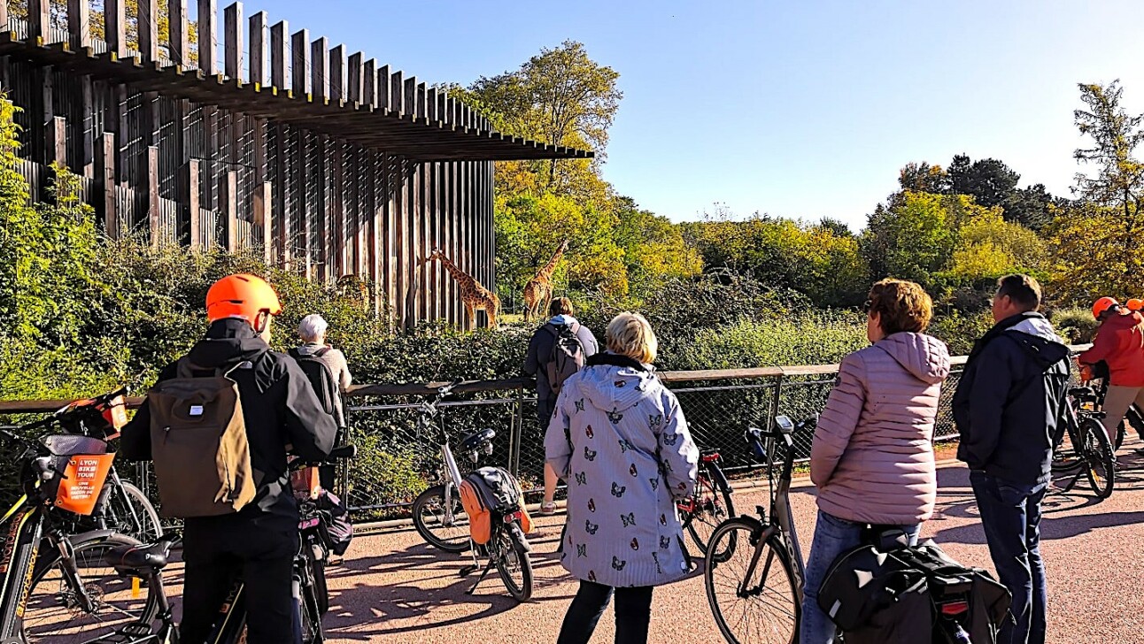 Cyclists stop at the Lyon zoo to see the giraffes