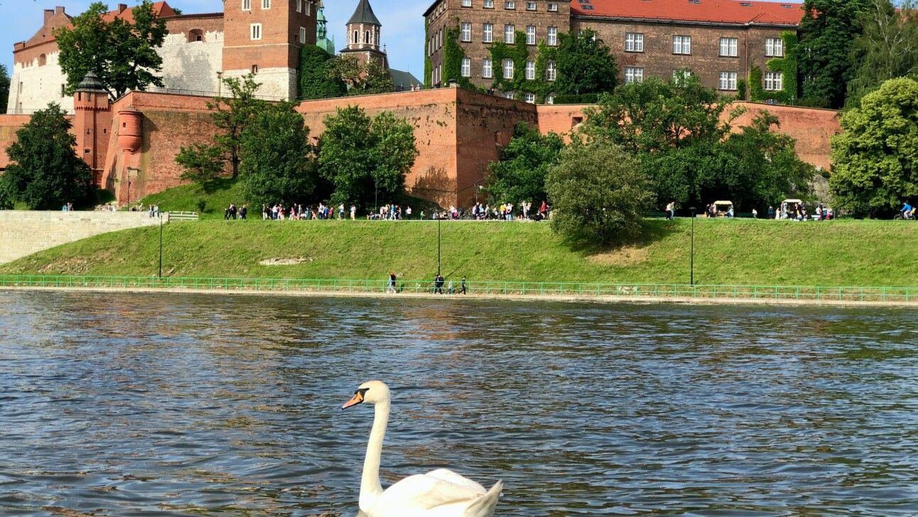 A swan in the Vistula river in Krakow, Poland with the Wawel Castle in the background