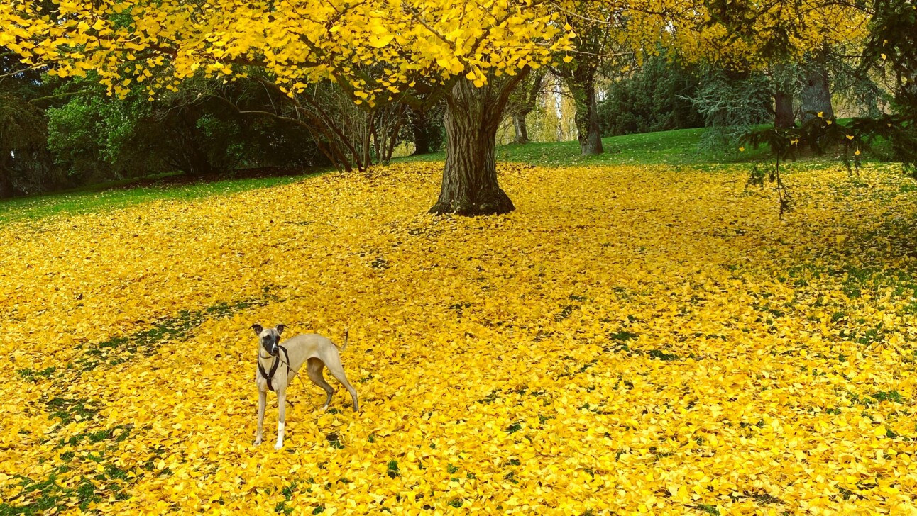 A dog stands among yellow leaves in Madrid's Parque del Oeste