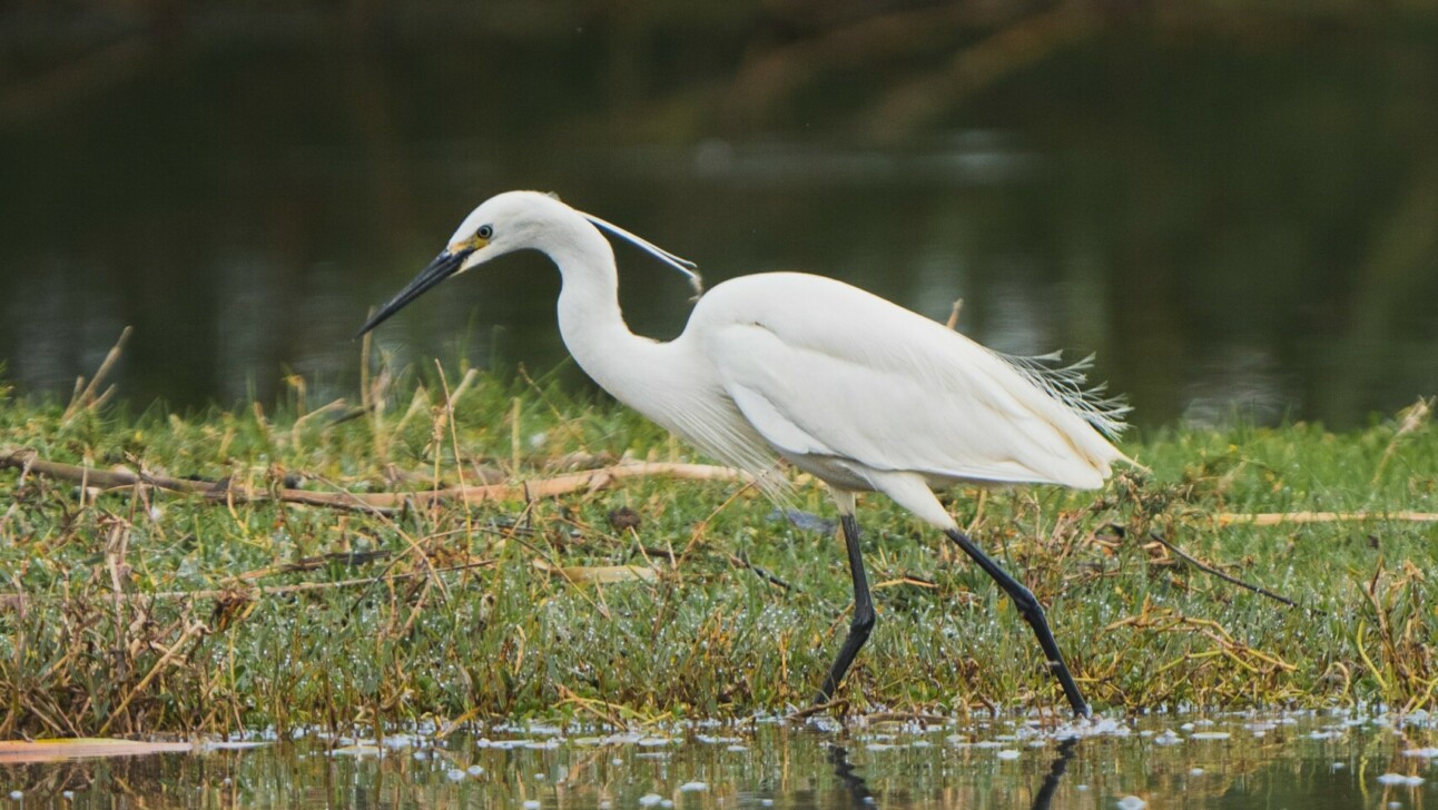 A bird walks through the wetlands in Perth, Australia