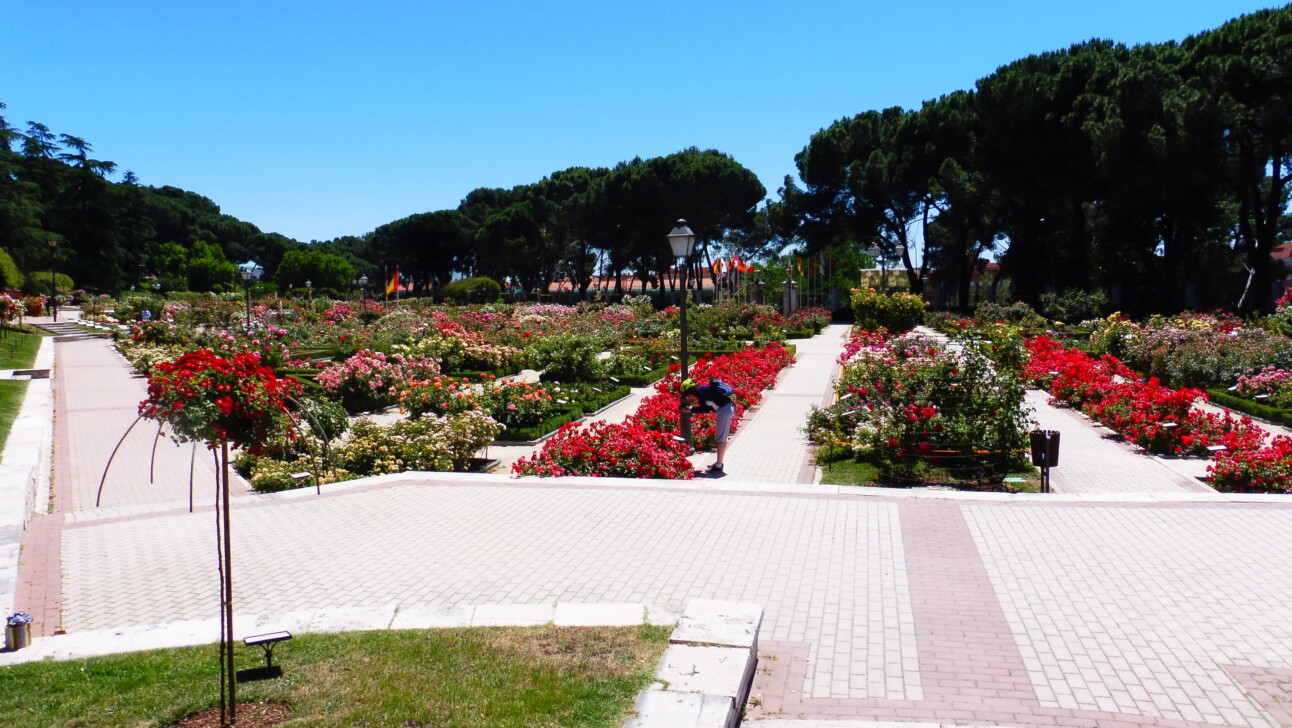 The colorful rose garden in Madrid's Parque del Oeste