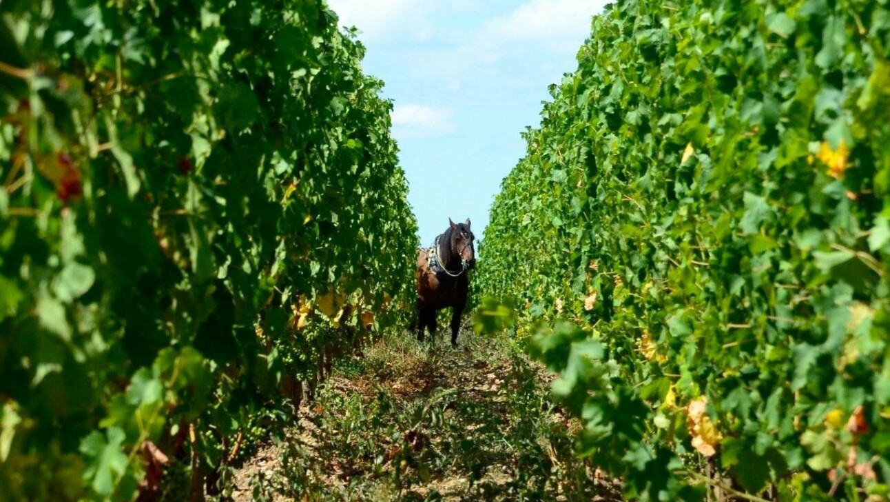 A long row of grape vines in Bordeaux, France