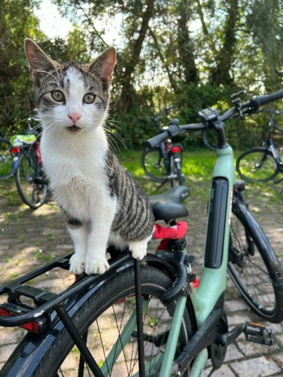 A cat poses on a bike